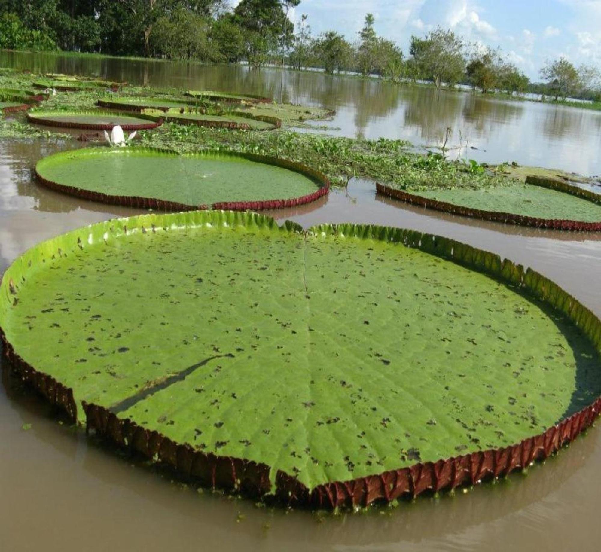 Cabana Flotante Kurupira Leticia Buitenkant foto